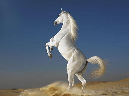 animales caballos caballos árabes sementales Animales Caballos HD Art, animales, caballos, Fondo de pantalla HD HD wallpaper