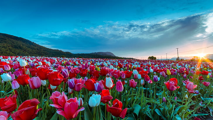 białe, różowe i czerwone pole tulipanów w ciągu dnia, tulipan, tulipan, wschód słońca, zbadane, biały, różowy, czerwony, tulipany, pole, dzień, gospodarstwo rolne, Abbotsford, dolina Fraser, pejzaż, krajobraz, kolorowy, góry, Nikon D7000, szeroki kąt , Sigma, Wiosenny kwiat, Pola, Promienie słoneczne, Kwiat, Roślina, Na zewnątrz, Kwietnik, natura, wiosna, lato, Główka kwiatu, żółty, Piękno w naturze, wielokolorowy, Tapety HD