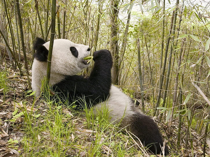 листа, бамбук, мечка, панда, обяд, HD тапет