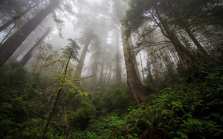 Северная Калифорния, рай Редвуд, деревья, туман, Северная, Калифорния, Редвуд, рай, деревья, туман, HD обои