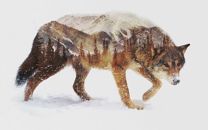 бурый волк, волк, животные, природа, пейзаж, фото манипуляции, двойная экспозиция, снег, HD обои