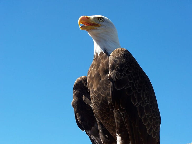 America beak Bald Eagle Animals Birds HD Art , Bird, Large, America, head, feathers, beak, HD wallpaper