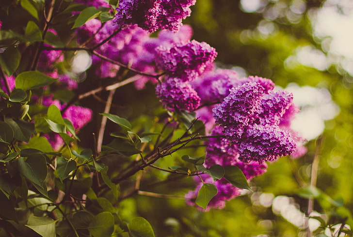 purple lilac flowers, lilac, twigs, flowers, blur, HD wallpaper