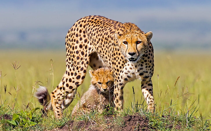 vuxen gepard, gepard, Afrika, gröngöling, kattunge, geparder, HD tapet