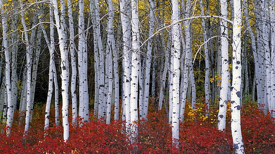 campo de flor roja, naturaleza, madera, árboles, bosque, hojas, abedul, rama, otoño, Fondo de pantalla HD HD wallpaper