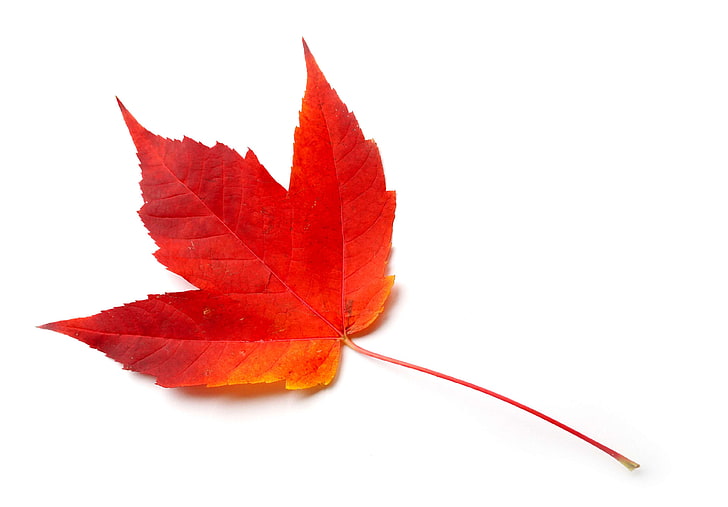 warna musim gugur, daun musim gugur, daun berwarna-warni, gugur, daun maple, daun maple, alami, Wallpaper HD