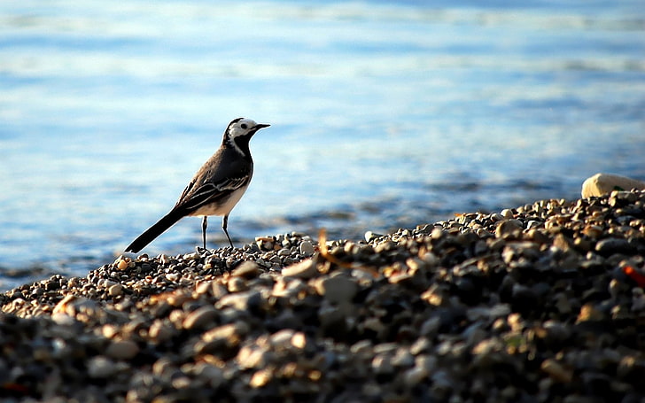 brown and white bird, wagtail, pebbles, water, bird, HD wallpaper