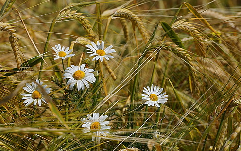 밀밭, 카모마일, 꽃, 밀, 필드에 카모마일 꽃, HD 배경 화면 HD wallpaper