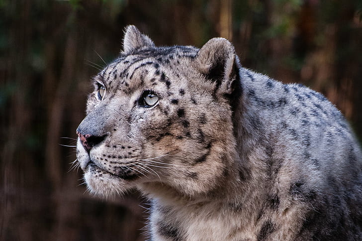 การถ่ายภาพเสือดาวหิมะแสงการถ่ายภาพเสือดาวหิมะสวนสัตว์ Bronx สัตว์ป่าสัตว์เสือไลท์รูม Nikon สัตว์กินเนื้อแมวที่ไม่ได้ผสมพันธุ์สัตว์ในป่าสัตว์เลี้ยงลูกด้วยนมธรรมชาติอันตรายใหญ่ขนสัตว์เสือดาวแมวตัวใหญ่ หัวสัตว์ใกล้สูญพันธุ์, วอลล์เปเปอร์ HD
