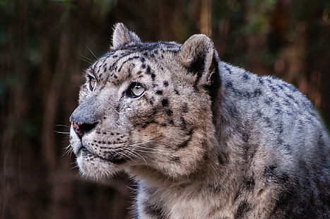การถ่ายภาพเสือดาวหิมะแสงการถ่ายภาพเสือดาวหิมะสวนสัตว์ Bronx สัตว์ป่าสัตว์เสือไลท์รูม Nikon สัตว์กินเนื้อแมวที่ไม่ได้ผสมพันธุ์สัตว์ในป่าสัตว์เลี้ยงลูกด้วยนมธรรมชาติอันตรายใหญ่ขนสัตว์เสือดาวแมวตัวใหญ่ หัวสัตว์ใกล้สูญพันธุ์, วอลล์เปเปอร์ HD HD wallpaper