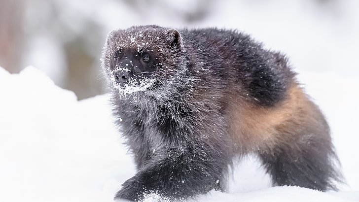 mammal, marmot, mustelinae, snow, mink, fur, wildlife, rodent, wolverine, HD wallpaper
