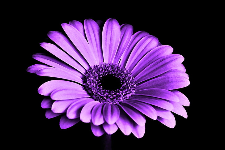 Flowers, Gerbera, Earth, Flower, Purple Flower, HD wallpaper