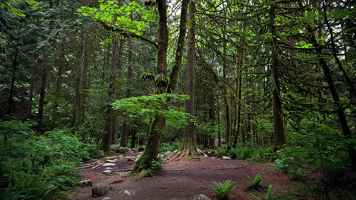 森、写真、自然、風景、木、岩、葉、 HDデスクトップの壁紙