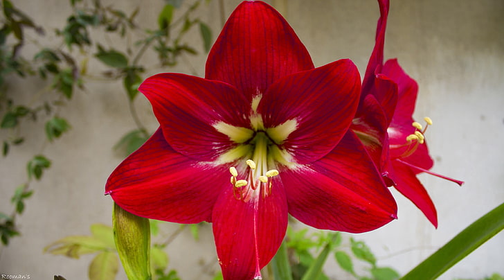 Tulip Flower, red amaryllis, Nature, Flowers, macro, tulip, HD wallpaper