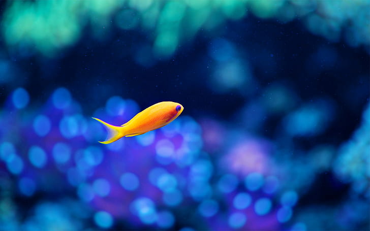 A yellow fish in the water, the fuzzy blue background, Yellow, Fish, Water, Fuzzy, Blue, Background, HD wallpaper