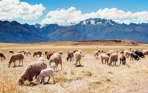Perú, montañas, paisaje, naturaleza, animales, ovejas, Fondo de pantalla HD HD wallpaper