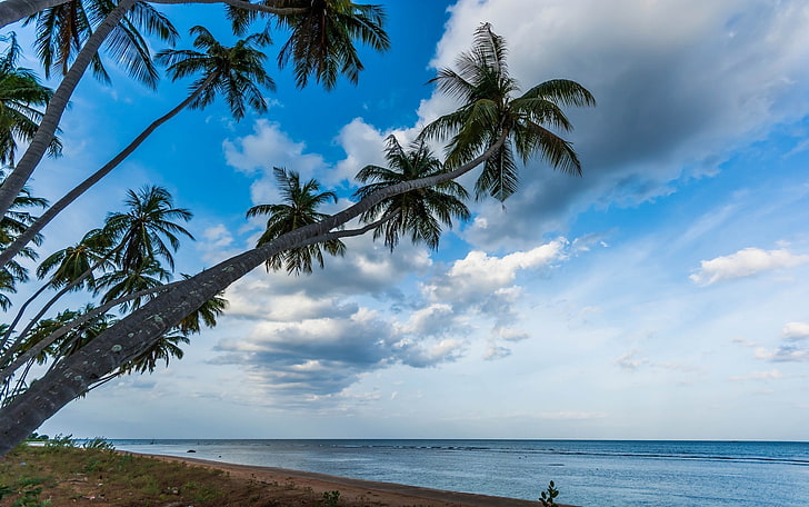 nature, paysage, palmiers, plage, tropical, mer, Sri Lanka, nuages, eau, Fond d'écran HD