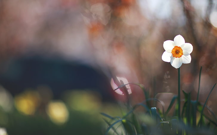 white Narcissus flower, white, flower, grass, macro, glare, blur, green, Narcissus, HD wallpaper