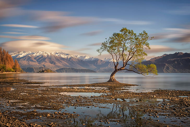 Wanaka, lago, Nuova Zelanda, albero a foglie verdi, Wanaka, lago, albero, Nuova Zelanda, Sfondo HD