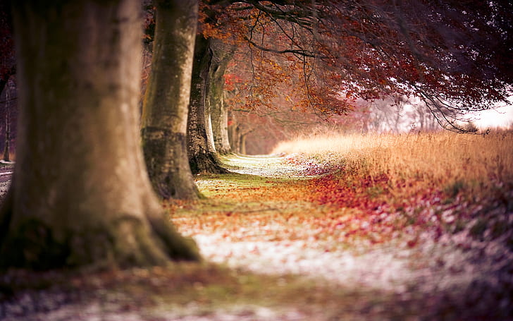 Букови есенни дървета HD, природа, пейзаж, дървета, есен, бук, HD тапет