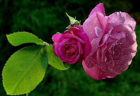 Hermosas rosas mojadas, naturaleza, rosas, flores, naturaleza y paisajes, Fondo de pantalla HD HD wallpaper
