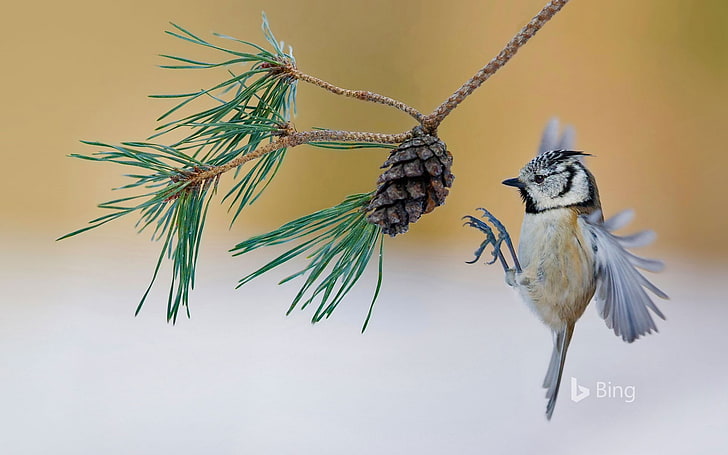 France crested tit lands on a pine tree-2016 Bing .., HD wallpaper
