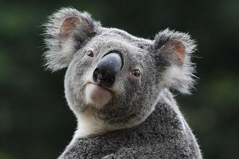 Tier, Koala, HD-Hintergrundbild HD wallpaper