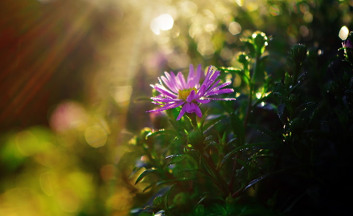Fleur pourpre dans les rayons du soleil, Nature, fleurs, violet, lumière du soleil, ensoleillé, vert, rayons du soleil, soleil, fleur, hd, herbe, printemps, frais, gouttes d'eau, gouttelette, Fond d'écran HD
