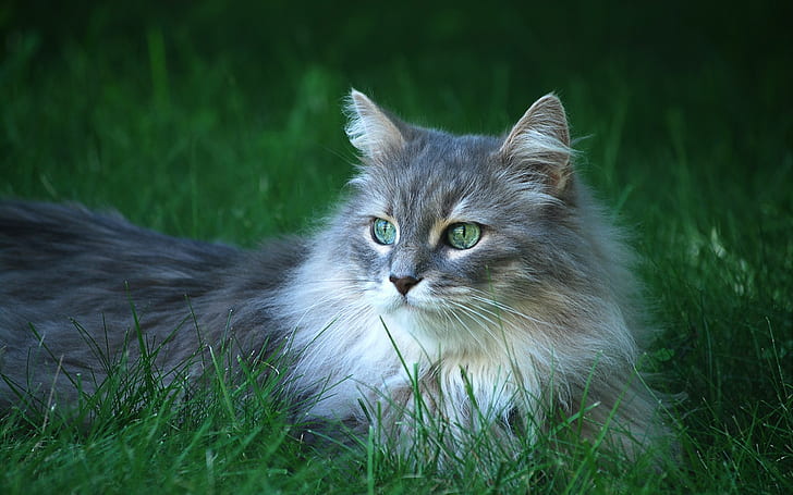 แมวหญ้าสัตว์, วอลล์เปเปอร์ HD