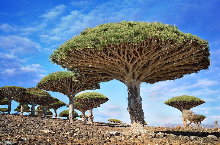 природа, дървета, скала, Дърво на Драконовата кръв, Сокотра, Йемен, HD тапет
