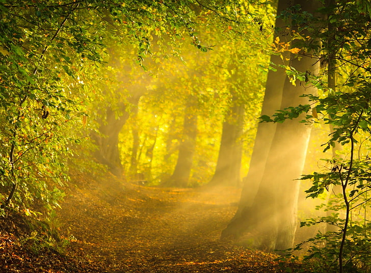Enchanted forest HD wallpapers free download | Wallpaperbetter