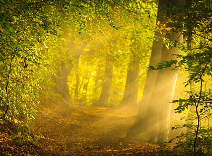 Омагьосана гора, зелени дървета, природа, гори, HD тапет HD wallpaper