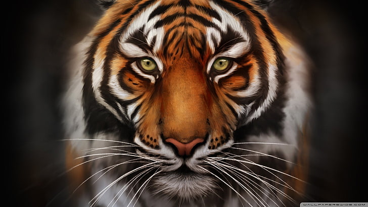 save, tiger wallpaper 1920x1080, HD wallpaper