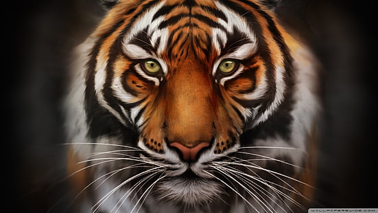 Speichern, Tiger Tapete 1920x1080, HD-Hintergrundbild HD wallpaper