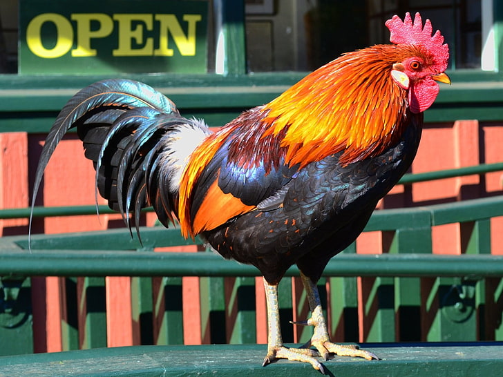 rooster, HD wallpaper
