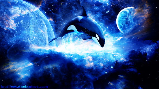 Animal, Orca, Killer Whale, Space, HD wallpaper HD wallpaper