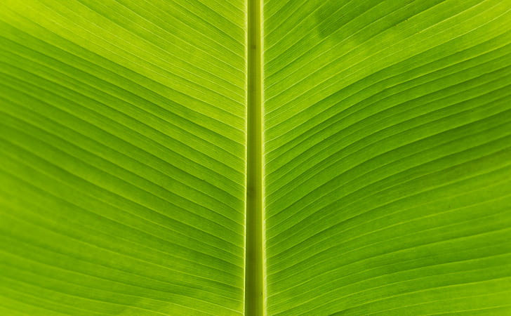緑の葉、バナナの葉、緑の葉、葉、自然、背景、植物、クローズアップ、パターン、緑の色、マクロ、抽象、鮮度、テクスチャ、植物学、 HDデスクトップの壁紙