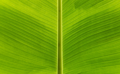 hoja verde, hoja de plátano, hoja verde, hoja, naturaleza, fondos, planta, primer plano, patrón, color verde, macro, resumen, frescura, textura, botánica, Fondo de pantalla HD HD wallpaper
