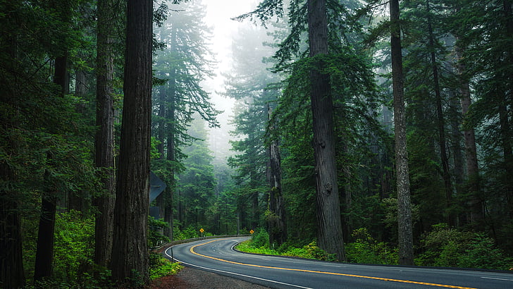 route forestière, route, forêt, nature, arbre, chemin d'accès, forêt de sapin épinette, plante ligneuse, forêt de conifères tempérée, Fond d'écran HD