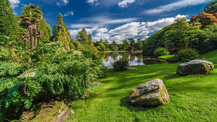 水、自然、木、森、水、公園、植物、湖、ヤシの木、石、雲、草、英国の横にある2つの岩と葉のある植物、 HDデスクトップの壁紙