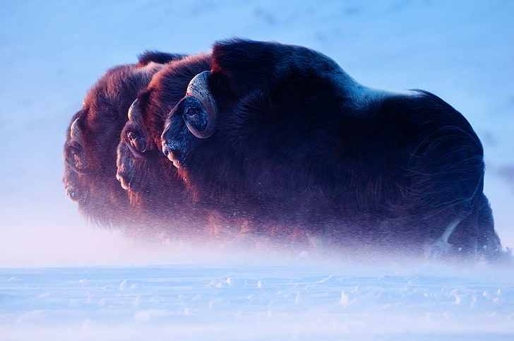 three brown bisons, nature, ice, animals, buffalo, HD wallpaper