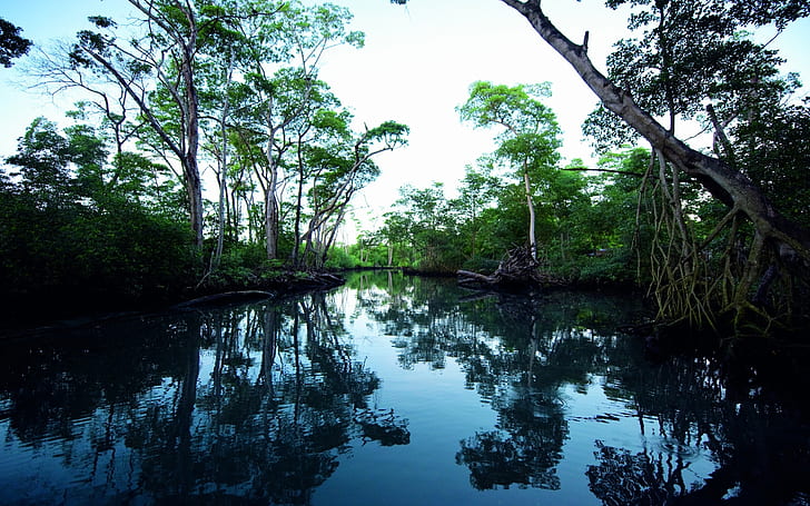 Swamp Trees Water Reflection HD, natur, träd, vatten, reflektion, träsk, HD tapet