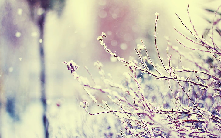 brauner Baum, Fotografie, Winter, Pflanzen, Ast, Makro, Schnee, HD-Hintergrundbild