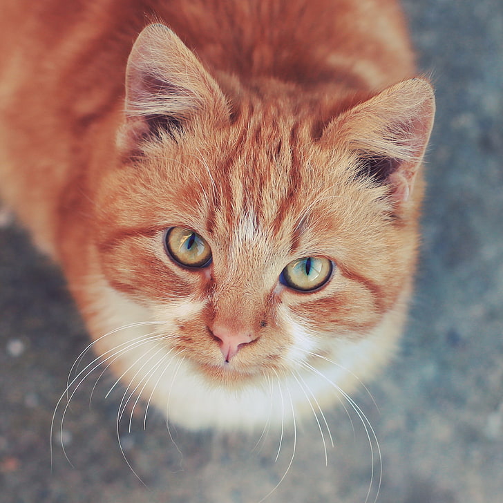 แมวลายสีน้ำตาลและสีขาวสัตว์แมวเงยหน้าขึ้นมอง, วอลล์เปเปอร์ HD