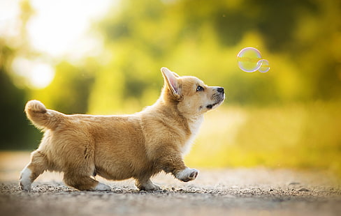 Pembroke Welsh corgi puppy, puppy, dog, bokeh, bubble, Kappa, Welsh Corgi, HD wallpaper HD wallpaper