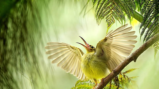 приказна, птица, крила, пера, клон, пеене, природа, HD тапет HD wallpaper