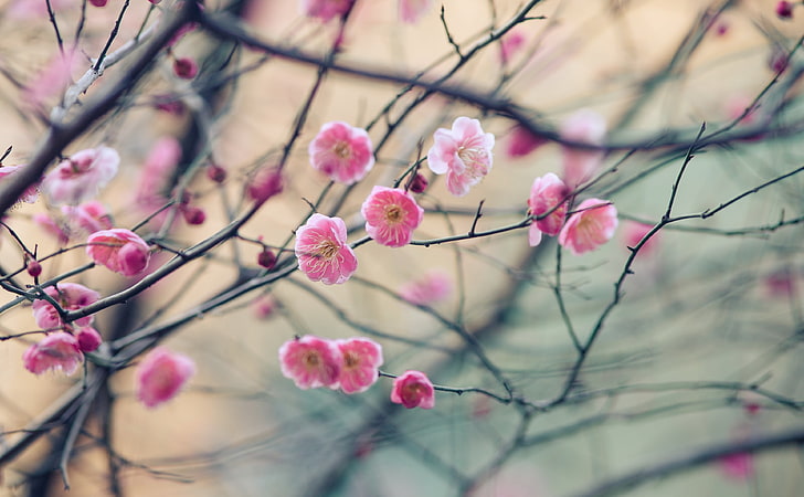 Plum Blossom, pink flowers, Seasons, Spring, Flower, Garden, Tree, Blossom, Plum, HD wallpaper