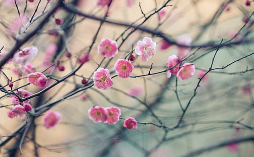 Цветение сливы, Розовые цветы, Сезоны, Весна, Цветок, Сад, Дерево, Цветение, Слива, HD обои HD wallpaper