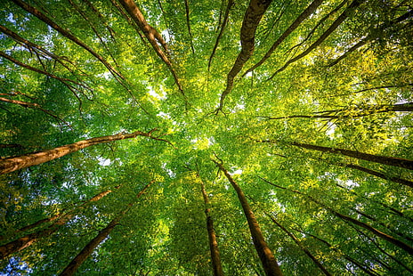 дървета природа горски червеи очен изглед, HD тапет HD wallpaper