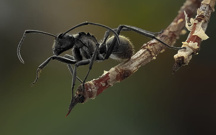 Ameisen-Makrophotographie, Ameise, Makro, HD-Hintergrundbild